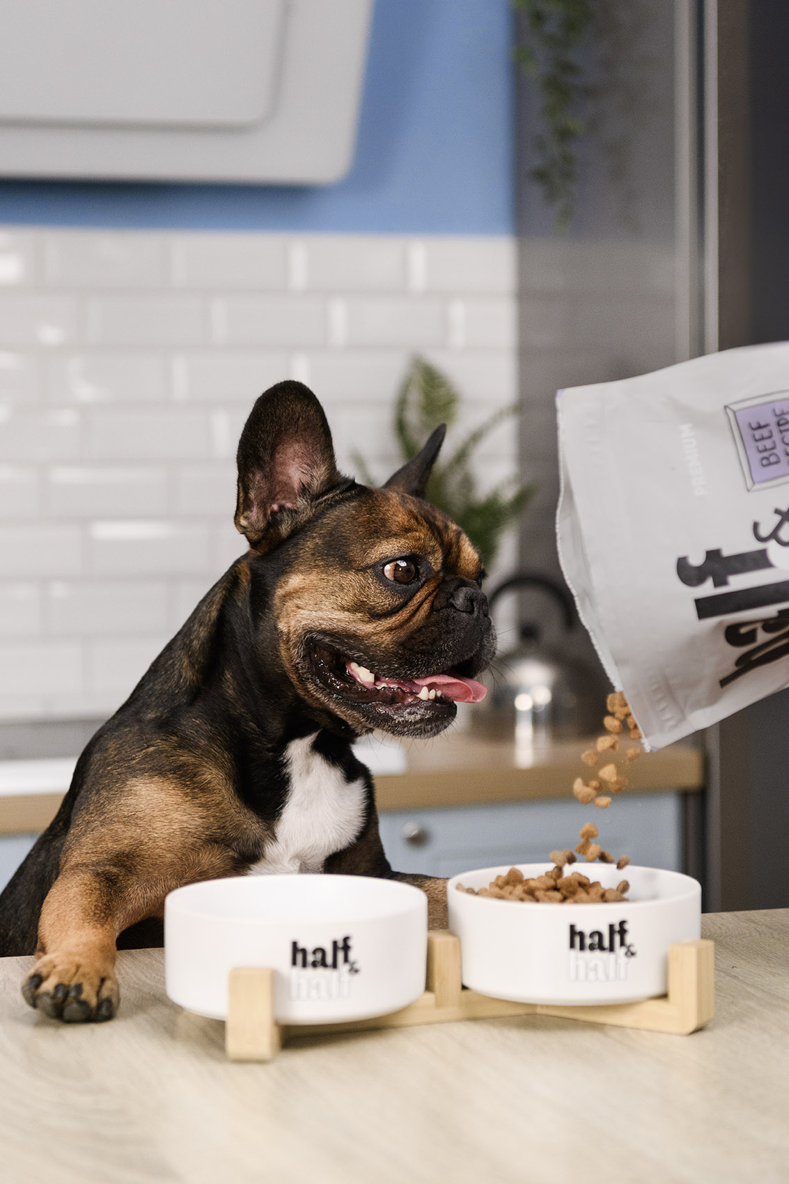 "Pet office" Half&Half